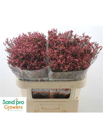 LIM SIN SCAR DIAMOND 70CM