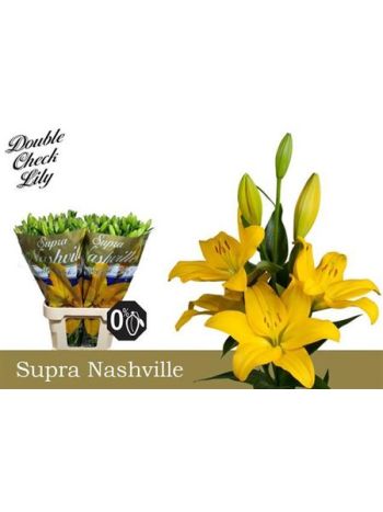 LI LA NASHVILLE 90CM