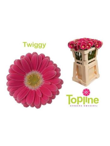 GE MI TWIGGY
