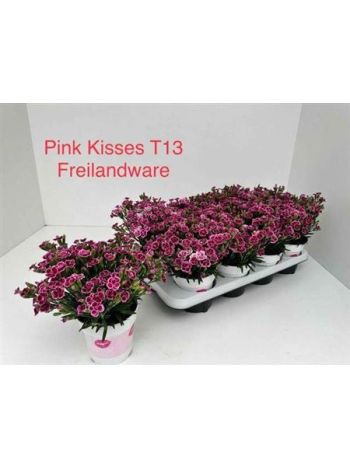 DIANTHUS PINK KISSES