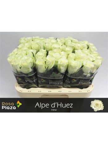 R GR ALPE DHUEZ 60CM