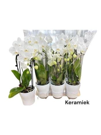 PHAL 2 ÁG CASCADE FEHÉR KASPÓS