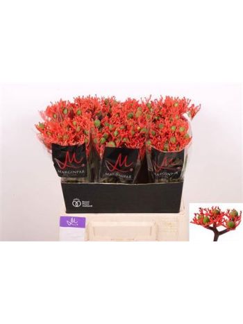JATROPHA P FIRECRACK