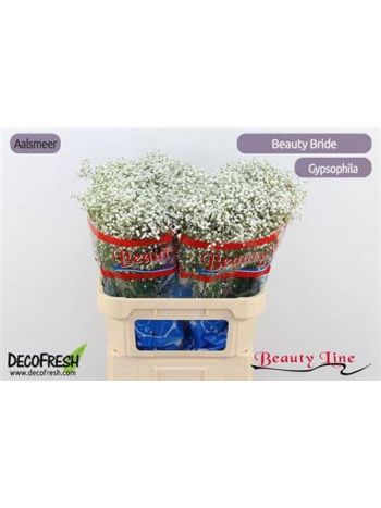 GYPS PA BEAUTY BRIDE