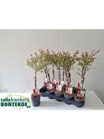 SALIX IN FLAMINGO