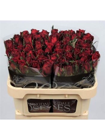 R GR EVER RED 70CM
