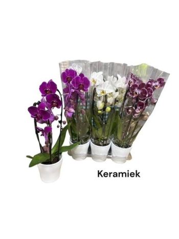 PHAL 2 ÁG CASCADE MIX KASPÓS