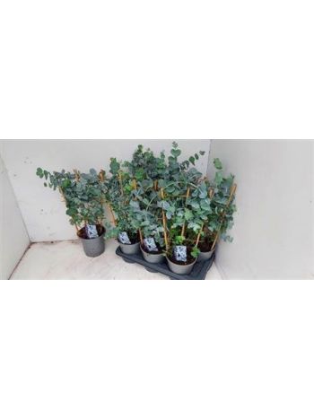 EUCAL CINEREA