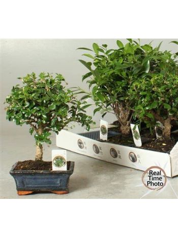 BONSAI GEM
