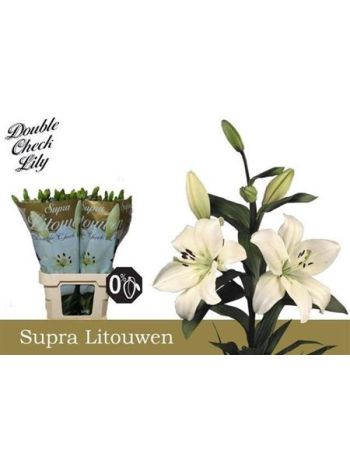 LI LA LITOUWEN 95CM