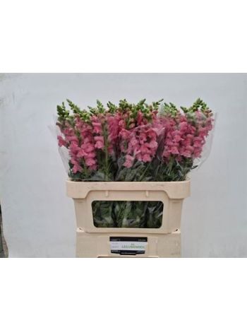 ANTIR POTO PINK 80CM