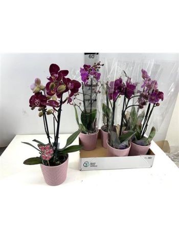 PHAL MF 2 ÁG PINK KASPÓS
