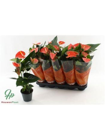 ANTHU AN PR OF ORANG