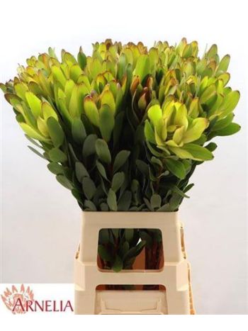 LEUCAD SAF GOLDSTRIK 70CM