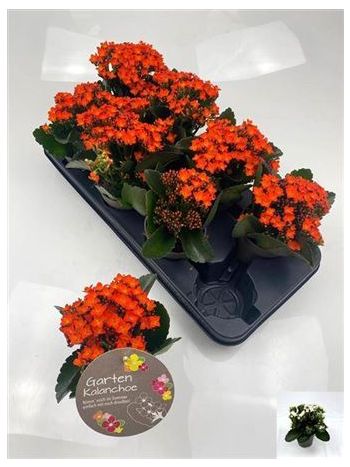 KAL BL SZIMPLA  CALA ORANGE