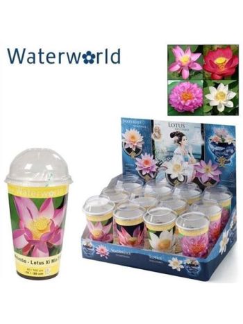 NELUMBO NUCIFERA MIX
