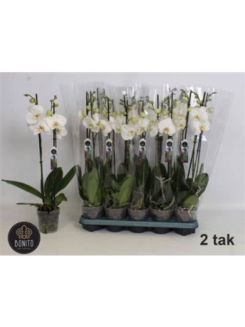 PHAL 2 ÁG NOTTINGHAM