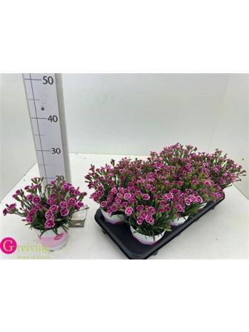DIANTHUS PINK KISSES