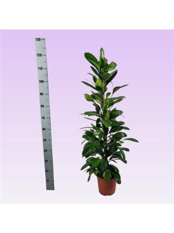 FICUS CYATHISTIPULA