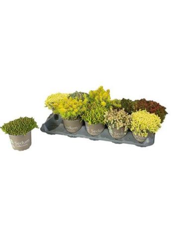 SEDUM GEM