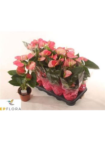 ANTHU AN ARISA PINK