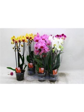 PHAL 2 ÁG CASCADE