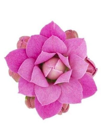 KAL GE ROSE FL KATIE