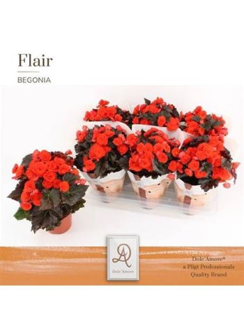 BEG DU MOCCA ORANGE