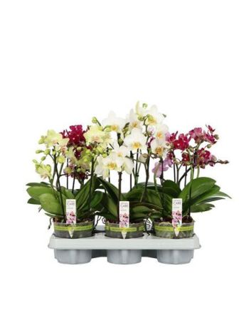 PHAL FLORA MIX