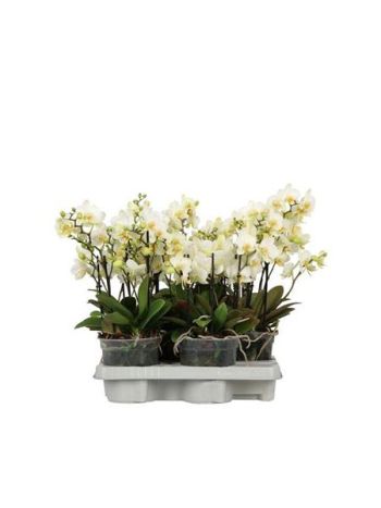 PHAL FLORA FEHÉR