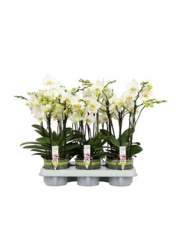 PHAL FLORA FEHÉR