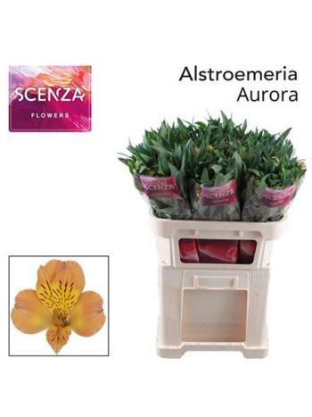 ALSTR AURORA