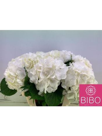 HYDR  M WHITE VERENA 60CM