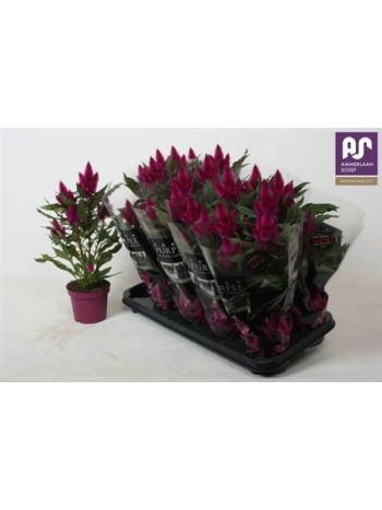 CELOS DEEP PURPLE