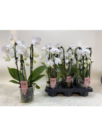 PHAL 2 ÁG CASCADE FEHÉR