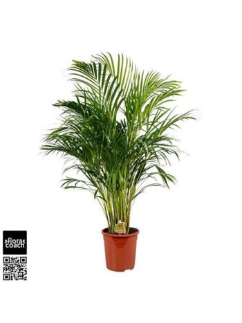 DYPSIS LUTESCENS
