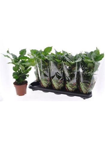 COFFEA ARABICA