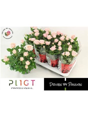 RO AM INF SOFT PINK