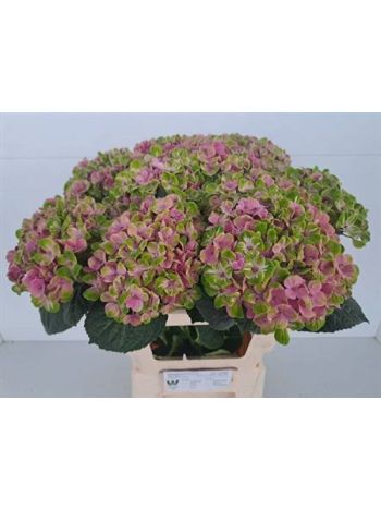 HYDR M MAG CORAL 60CM