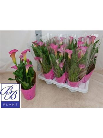 ZANT PINK