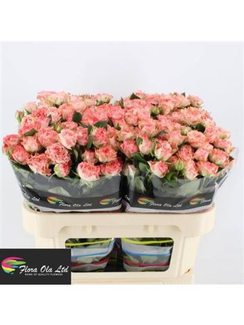 R TR FAIR FLOW 70CM