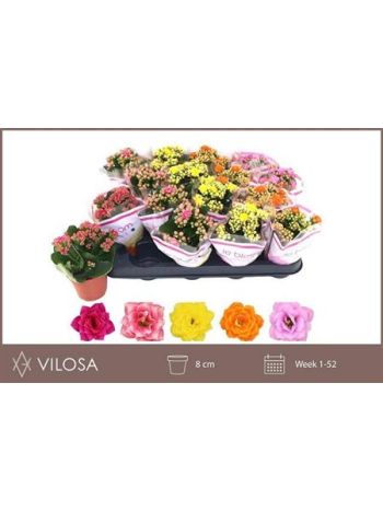 KAL ROSALIE 8 CM