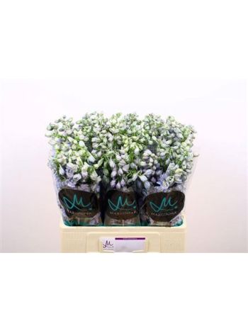 DELPH EL GUARD LAVEN 60CM