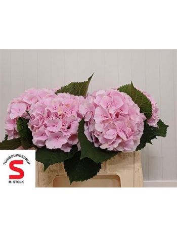 HYDR M VERENA 50CM