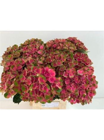 HYDR M MAG CHARLOTTE 65CM