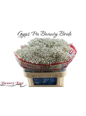 GYPS PA BEAUTY BRIDE