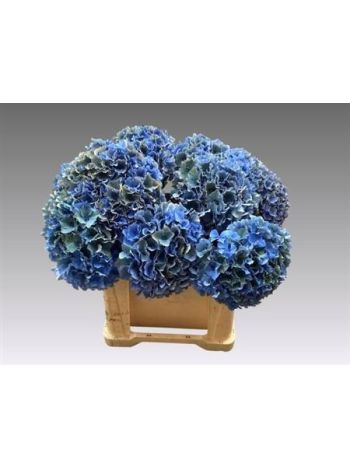 HYDR M ROYAL PARADE 60CM