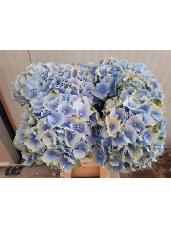 HYDR M VERENA BL 65CM
