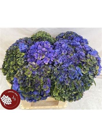 HYDR M ROYAL KISS CL 65CM