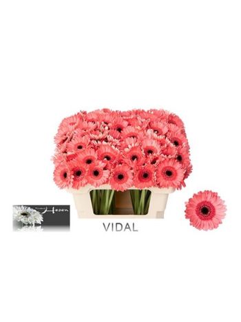 GE MI VIDAL